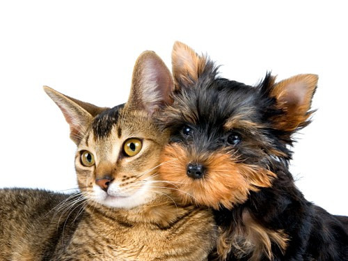 Почему ссорятся кошки и собаки?