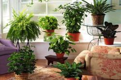 Какие комнатные растения лучше очищают воздух