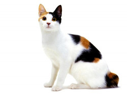 Японский бобтейл – ранимый и ласковый котенок