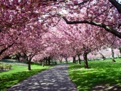 Пора отдыхать. Японская весна