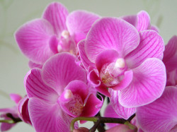 Как заставить орхидею фаленопсис цвести?