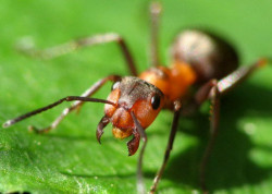 Как избавится от нашествия домашних муравьев?